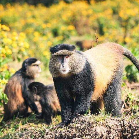 Golden Monkey im Volcanoes Nationalpark