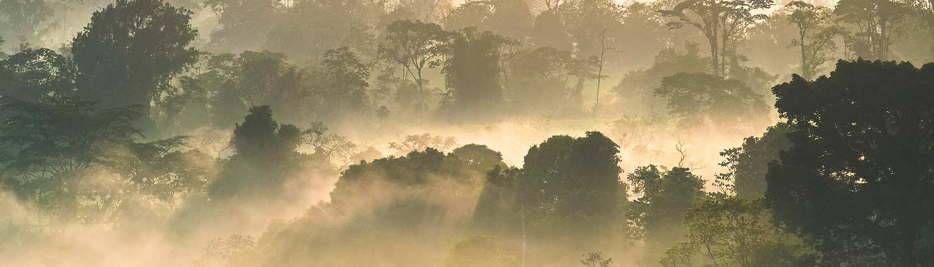 Arenal Vulkan: Regenwald im Nebel