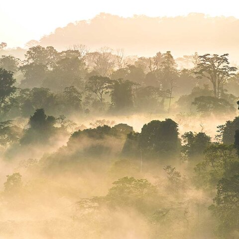 Arenal Vulkan: Regenwald im Nebel