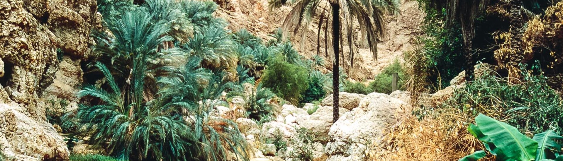 Palmen im Wadi Shab, Oman