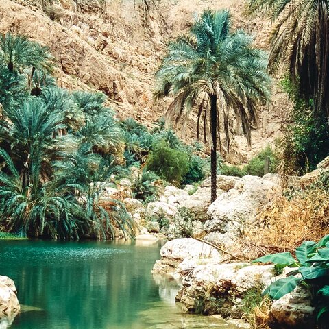 Palmen im Wadi Shab, Oman