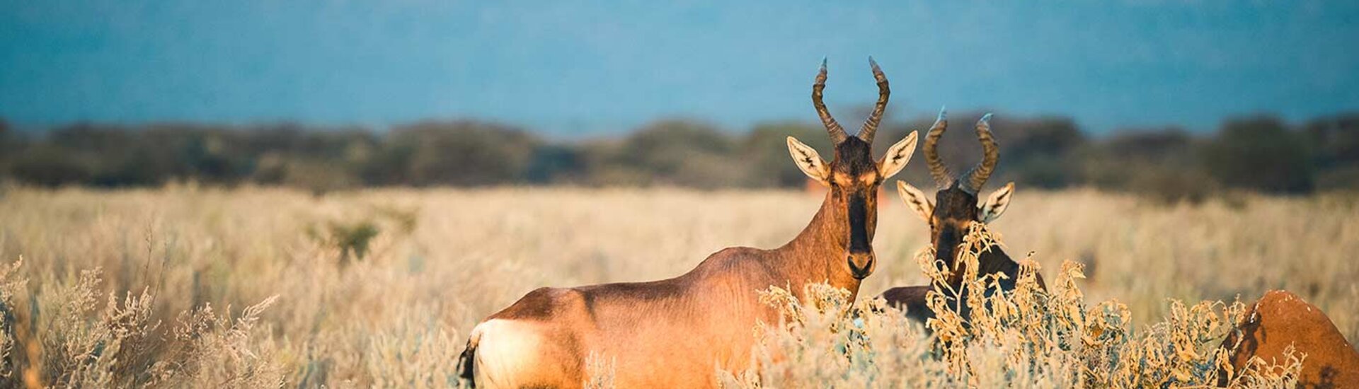 Antilope in Waterberg Region