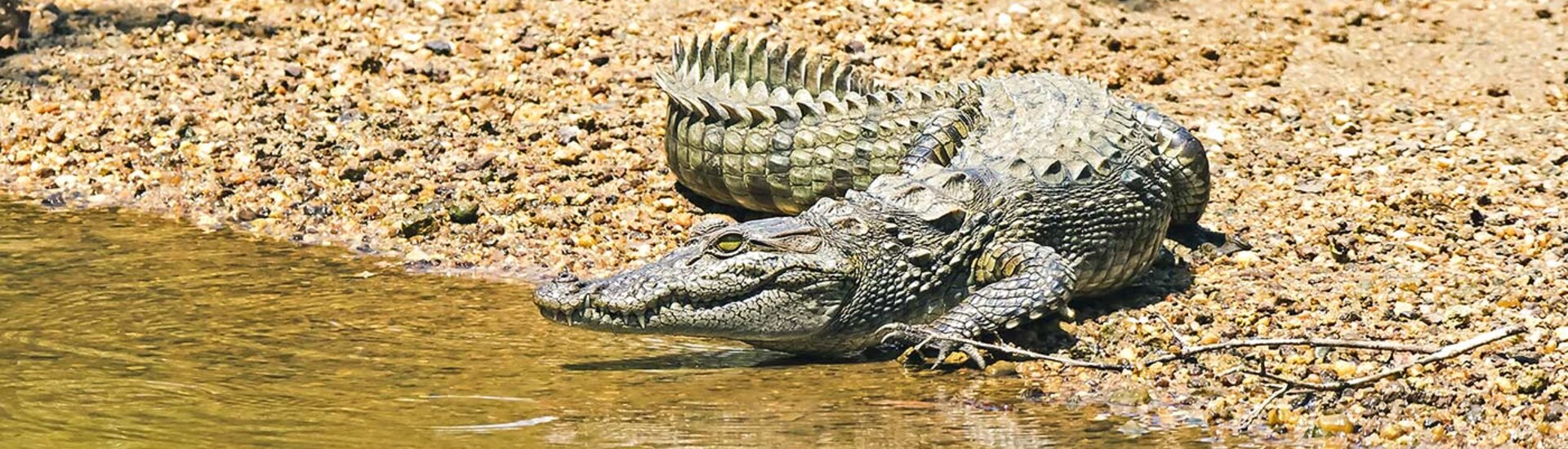 Sri Lanka Wilpattu Nationalpark Krokodil