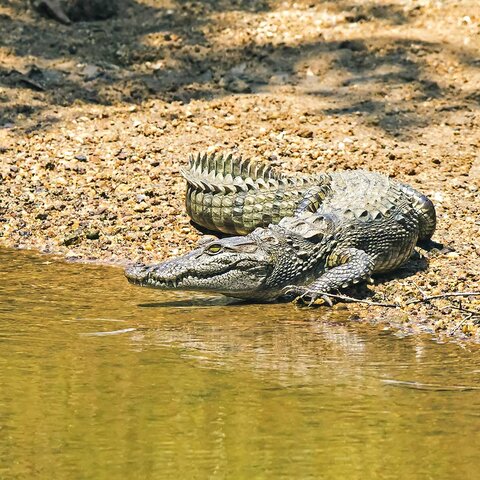 Sri Lanka Wilpattu Nationalpark Krokodil