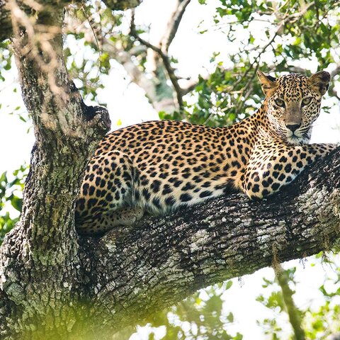Leopard im Yala Nationalpark 