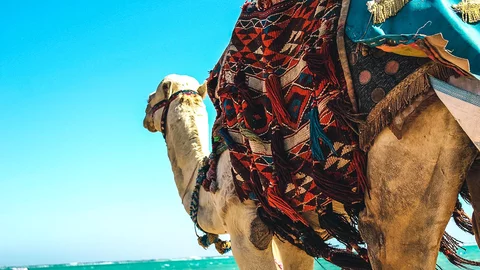 Camel Trekking durch Kenia