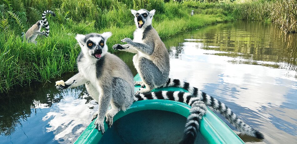 Lemuren auf einem Boot im Perinet Naturreservat in Madagaskar