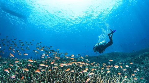 Taucher in der Unterwasserwelt von Bali