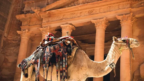 Kamel in Petra