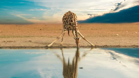 Giraffe trinkt aus einem Wasserloch mit Landschaftspanorama im Hintergrund