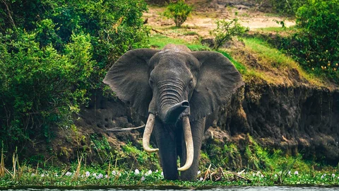 Elefant im Murchison Falls Nationalpark