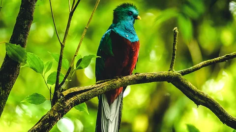 Tropenvogel Quetzal
