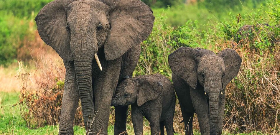 Eine Gruppe Elefanten