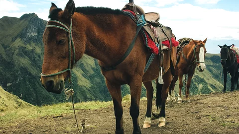 Ein Pferd beim Ausritt, Ecuador