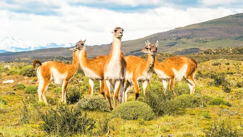 Llamas in Chile 