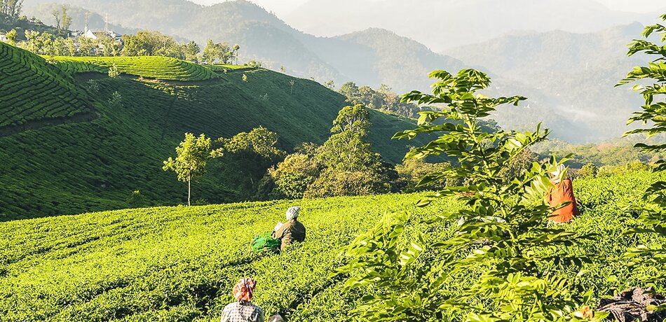 Teepflücker auf den Teeplantagen