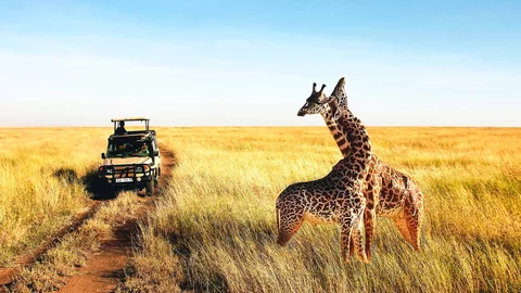 Safarifahrt in der Serengeti