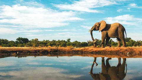 Wandernder Elefant in Südafrika