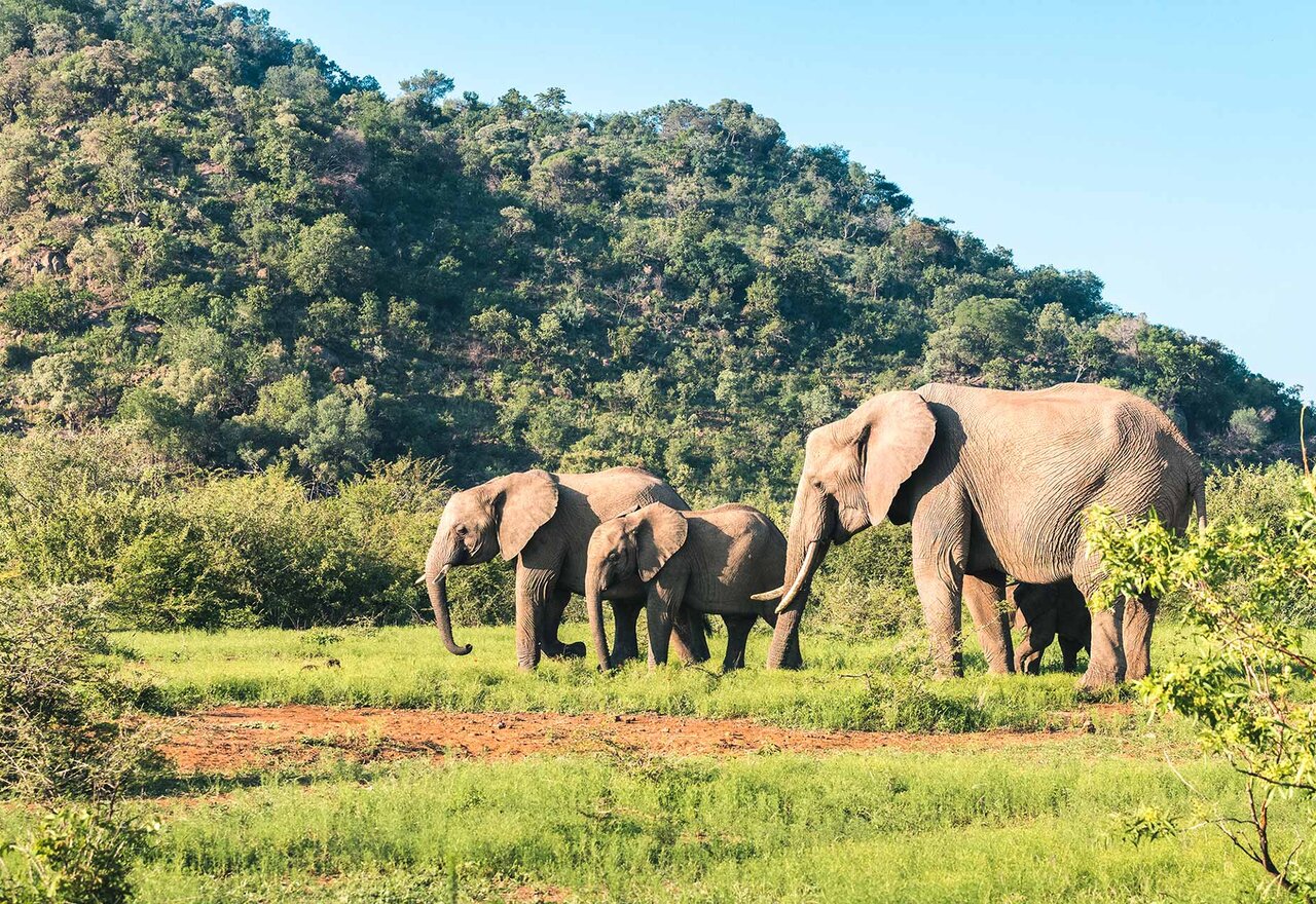 Safari in Südafrika 5 Tipps zur besten Reisezeit WeDesignTrips