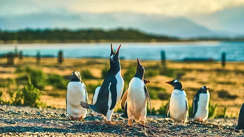 Pinguine am Beagle Kanal