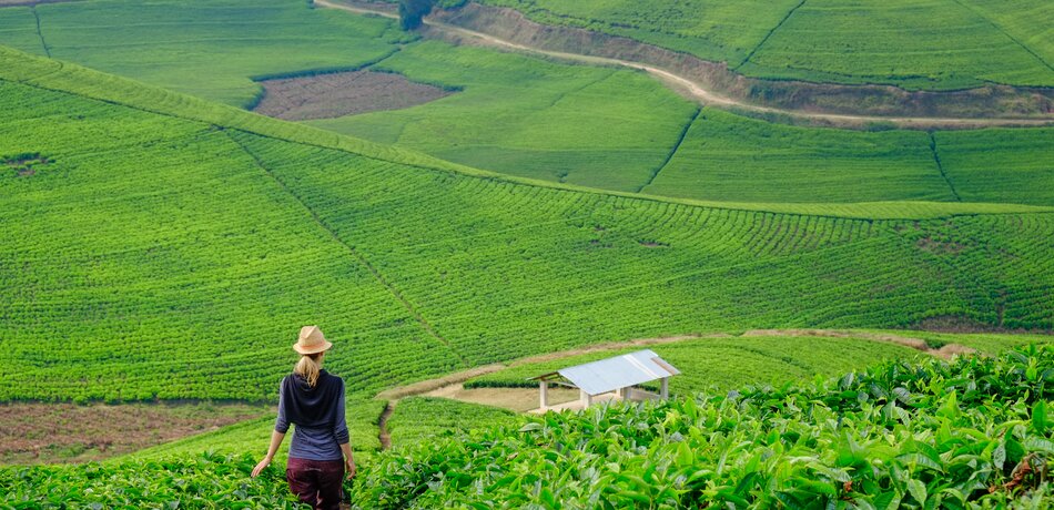 Teeplantage in Ruanda