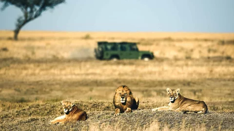 Südafrika Löwen in Savanne