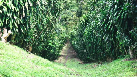 Kaffeeplantage im Regenwald, Nicaragua