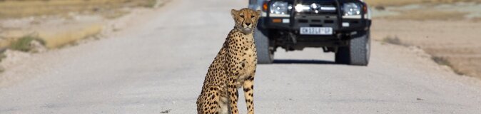 Gepard im Etosha Nationalpark