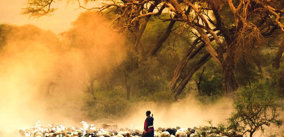 Ein Hirte folgt seinen Schafen durch die Landschaft Kenias