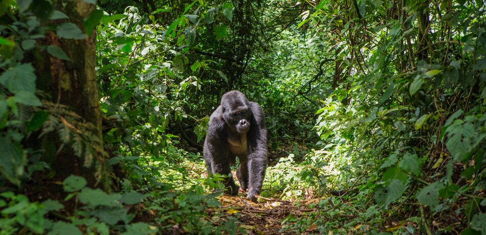 Gorilla auf einem Weg im Volcanoes Nationalpark