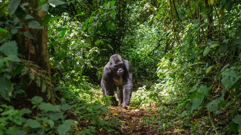 Gorilla auf einem Weg im Volcanoes Nationalpark