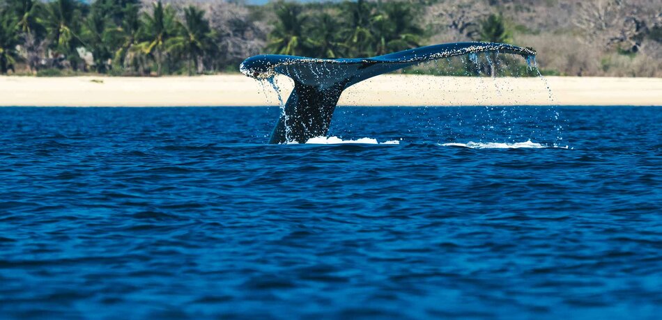 Wal vor Mosambik