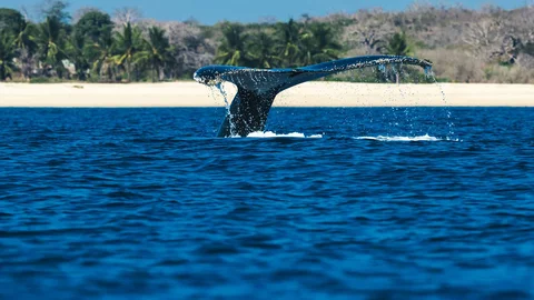 Wal vor Mosambik