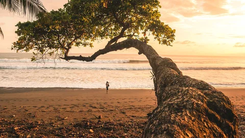Baum an einem Pazifikstrand in Costa Rica