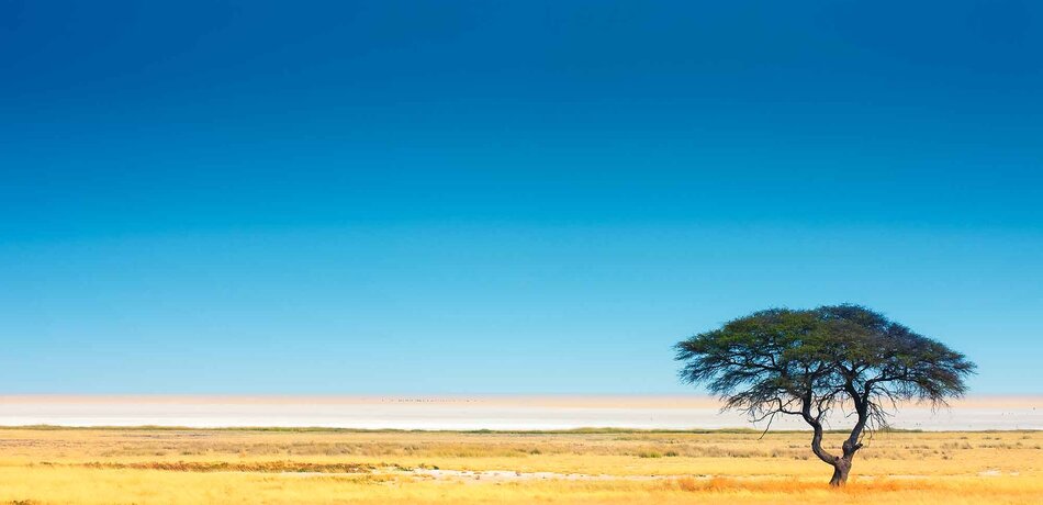 Einzelner Baum im Etosha Nationalpark vor der Salzpfanne