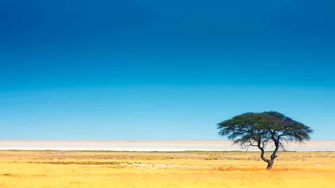 Einzelner Baum im Etosha Nationalpark vor der Salzpfanne