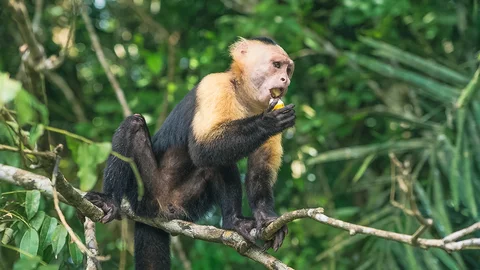 Eine Affe im Wald um den Gatun See, Panama