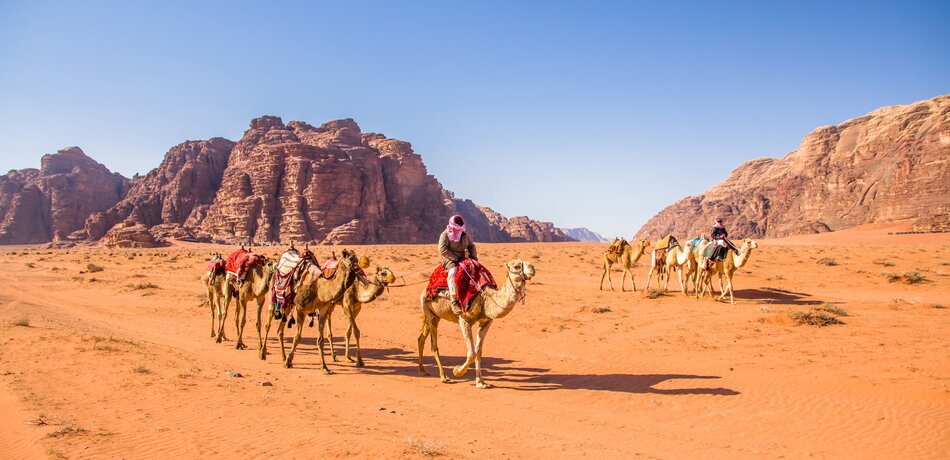 Kamele im Wadi Rum