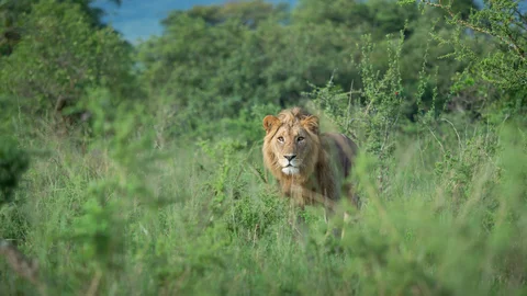 Löwe im Akagera Nationalpark