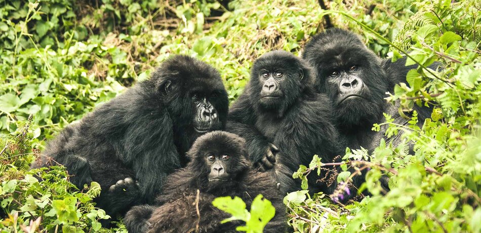 Gorillafamilie im Volcanoes Nationalpark