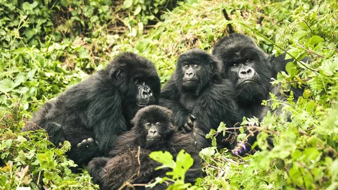 Gorillafamilie im Volcanoes Nationalpark