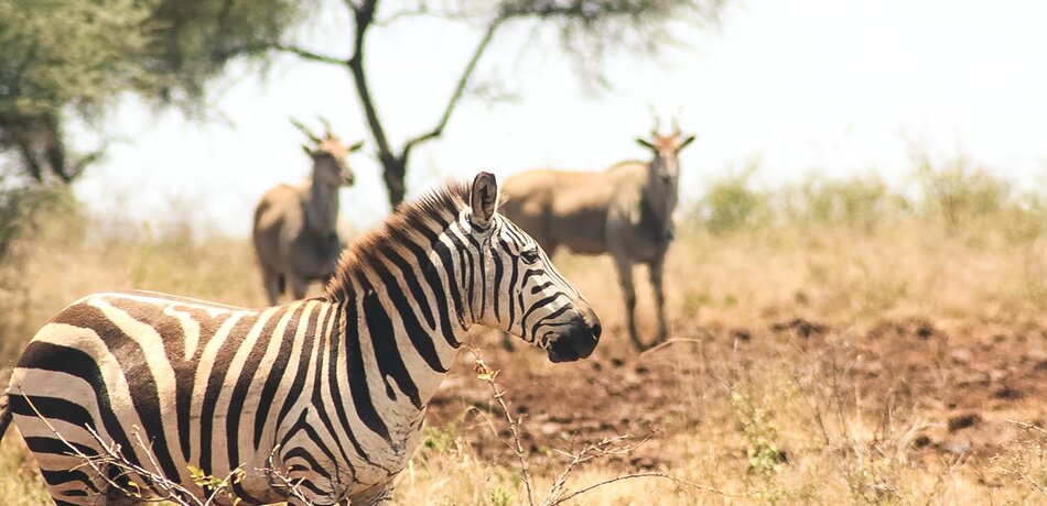 Zebra im Meru Nationalpark, Kenia