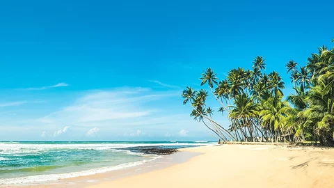 Palmen und Strand in Sri Lanka
