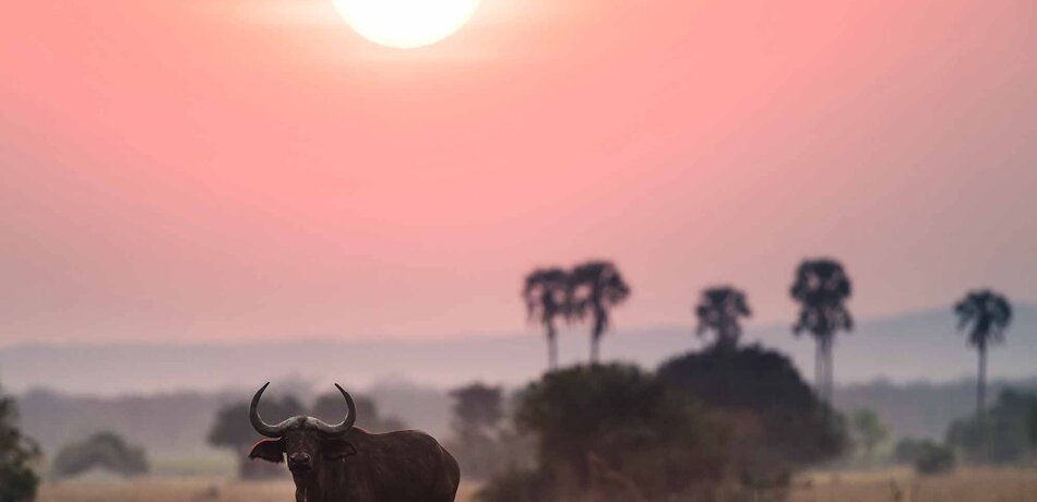 Büffel bei Sonnenuntergang im Liwonde Nationalpark