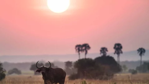 Büffel bei Sonnenuntergang im Liwonde Nationalpark