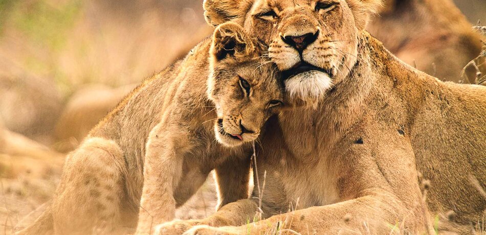 Südafrika Löwen Krüger National Park