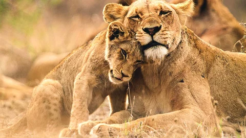 Südafrika Löwen Krüger National Park