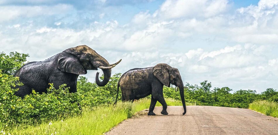 Zwei Elefanten überqueren eine Straße