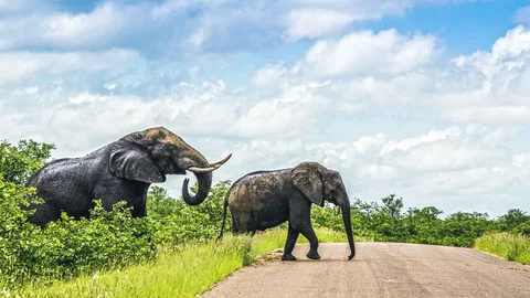 Zwei Elefanten überqueren eine Straße
