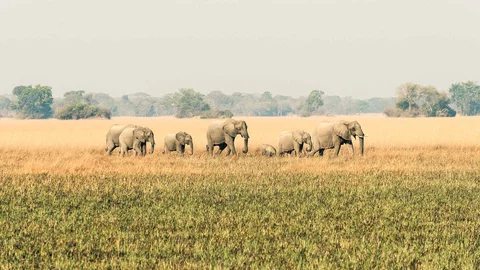 Elefanten im Kafue Nationalpark